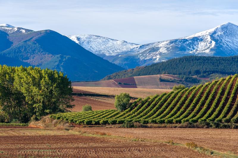 Rioja wijngaard bij San Lorenzo
