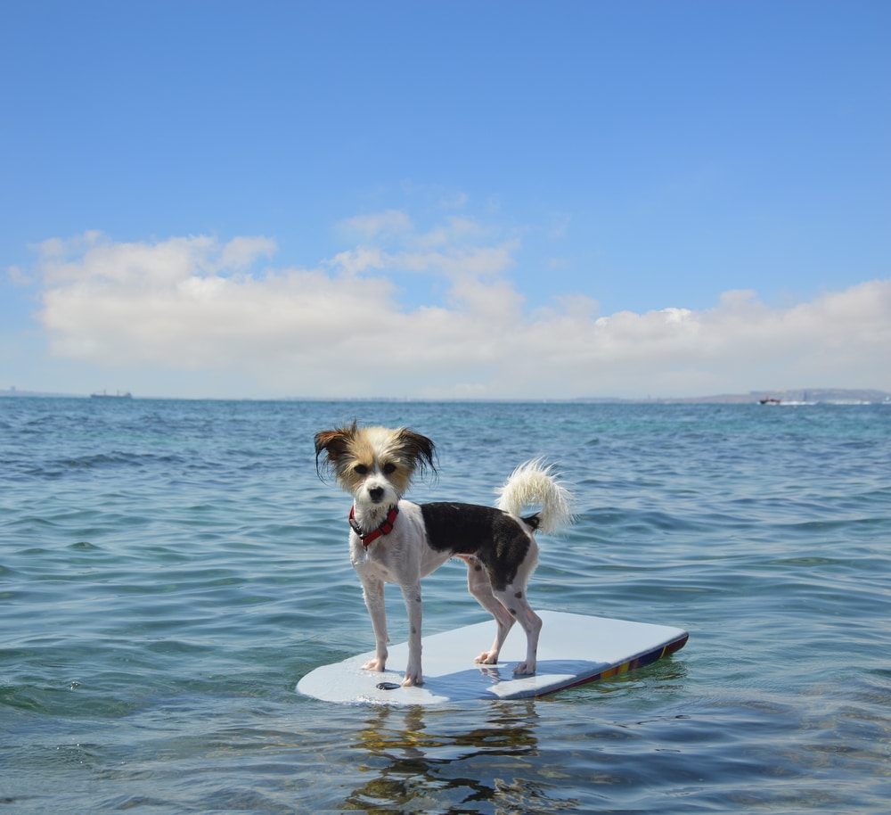 hond surft