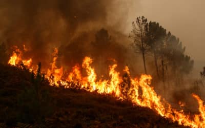 Hoe voorkom je bosbranden in Spanje?